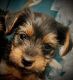 Yorkshire Terrier Puppies for sale in Benson, NC 27504, USA. price: $1,200