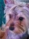Yorkshire Terrier Puppies for sale in Kearny, NJ 07032, USA. price: $600