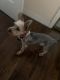 Yorkshire Terrier Puppies for sale in Holiday, FL, USA. price: $1,400