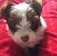 Yorkshire Terrier Puppies for sale in Medway, OH 45341, USA. price: $1,500