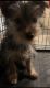 Yorkshire Terrier Puppies for sale in Trenton, NJ 08690, USA. price: $800