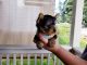 Yorkshire Terrier Puppies for sale in 204th St SW, Lynnwood, WA 98036, USA. price: $1,200