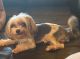 Yorkshire Terrier Puppies for sale in Land O' Lakes, FL, USA. price: $50