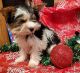 Yorkshire Terrier Puppies for sale in OK-56 Loop, Oklahoma 74447, USA. price: $600