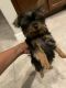 Yorkshire Terrier Puppies for sale in Wimauma, FL 33598, USA. price: $900