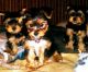 Yorkshire Terrier Puppies for sale in Fresno, CA, USA. price: $1,000