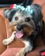 Yorkshire Terrier Puppies for sale in Manvel, TX, USA. price: $600