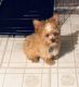 Yorkshire Terrier Puppies for sale in St. Louis, MO, USA. price: $1,100