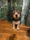 Yorkshire Terrier Puppies for sale in Dracut, MA 01826, USA. price: $550
