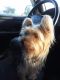 Yorkshire Terrier Puppies for sale in West Palm Beach, FL, USA. price: $1,000