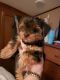 Yorkshire Terrier Puppies for sale in Temple, TX, USA. price: $1,000