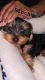 Yorkshire Terrier Puppies for sale in Baltimore County, MD, USA. price: NA