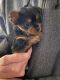 Yorkshire Terrier Puppies for sale in Martinsburg, PA 16662, USA. price: NA