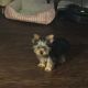 Yorkshire Terrier Puppies for sale in Lebanon, MO 65536, USA. price: $600