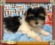 Yorkshire Terrier Puppies for sale in 7639 US-64, Selmer, TN 38375, USA. price: $800