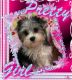 Yorkshire Terrier Puppies for sale in 7639 US-64, Selmer, TN 38375, USA. price: $800