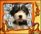 Yorkshire Terrier Puppies for sale in 7639 US-64, Selmer, TN 38375, USA. price: $600