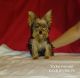 Yorkshire Terrier Puppies for sale in Albion, MI 49224, USA. price: $2,400
