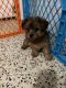 Yorkshire Terrier Puppies for sale in 227 SW 76th Ct, Miami, FL 33144, USA. price: NA
