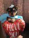 Yorkshire Terrier Puppies for sale in Santa Paula, CA 93060, USA. price: NA