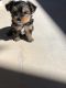 Yorkshire Terrier Puppies for sale in Lake Havasu City, AZ, USA. price: $950