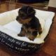 Yorkshire Terrier Puppies for sale in Simpsonville, SC, USA. price: $900