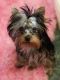 Yorkshire Terrier Puppies for sale in Daisy, OK 74540, USA. price: NA