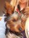 Yorkshire Terrier Puppies for sale in Camp Verde, AZ 86322, USA. price: NA
