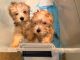 Yorkshire Terrier Puppies for sale in Kissimmee, FL, USA. price: NA