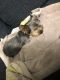 Yorkshire Terrier Puppies for sale in Addison, IL, USA. price: $1,000