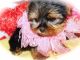 Yorkshire Terrier Puppies for sale in Hammond, IN, USA. price: $1,200