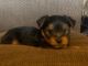Yorkshire Terrier Puppies for sale in 1770 Lynnville Hwy, Cornersville, TN 37047, USA. price: $800