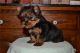 Yorkshire Terrier Puppies for sale in Seattle, WA, USA. price: NA