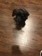 Yorkshire Terrier Puppies for sale in Greenville, SC, USA. price: $800