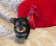 Yorkshire Terrier Puppies for sale in Washington, DC, USA. price: $350