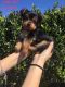 Yorkshire Terrier Puppies for sale in League City, TX, USA. price: $1,200