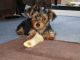 Yorkshire Terrier Puppies for sale in Rhode Island Ave NE, Washington, DC, USA. price: $450