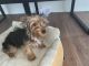 Yorkshire Terrier Puppies for sale in Raritan, NJ 08869, USA. price: $1