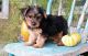 Yorkshire Terrier Puppies for sale in Georgia Ave, Wheaton-Glenmont, MD, USA. price: NA