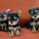 Yorkshire Terrier Puppies for sale in 29703 Hay Field Ln, Richmond, TX 77406, USA. price: $300