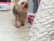Yorkshire Terrier Puppies for sale in Longview, TX 75605, USA. price: $800