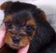 Yorkshire Terrier Puppies for sale in Fischer, TX 78623, USA. price: $600