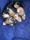 Yorkshire Terrier Puppies