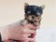 Yorkshire Terrier Puppies for sale in Dockweiler, CA 90007, USA. price: NA