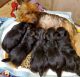 Yorkshire Terrier Puppies for sale in 124 Madden Road, Purvis, MS 39475, USA. price: $600