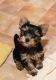 Yorkshire Terrier Puppies for sale in 3801 E Willow St, Long Beach, CA 90815, USA. price: NA