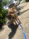 Yorkshire Terrier Puppies for sale in Greensboro, NC, USA. price: $400