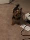 Yorkshire Terrier Puppies for sale in Fairburn, GA, USA. price: $600