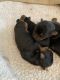 Yorkshire Terrier Puppies for sale in San Antonio, TX 78254, USA. price: $700