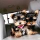 Yorkshire Terrier Puppies for sale in 78710 Sanita Dr, La Quinta, CA 92253, USA. price: $450